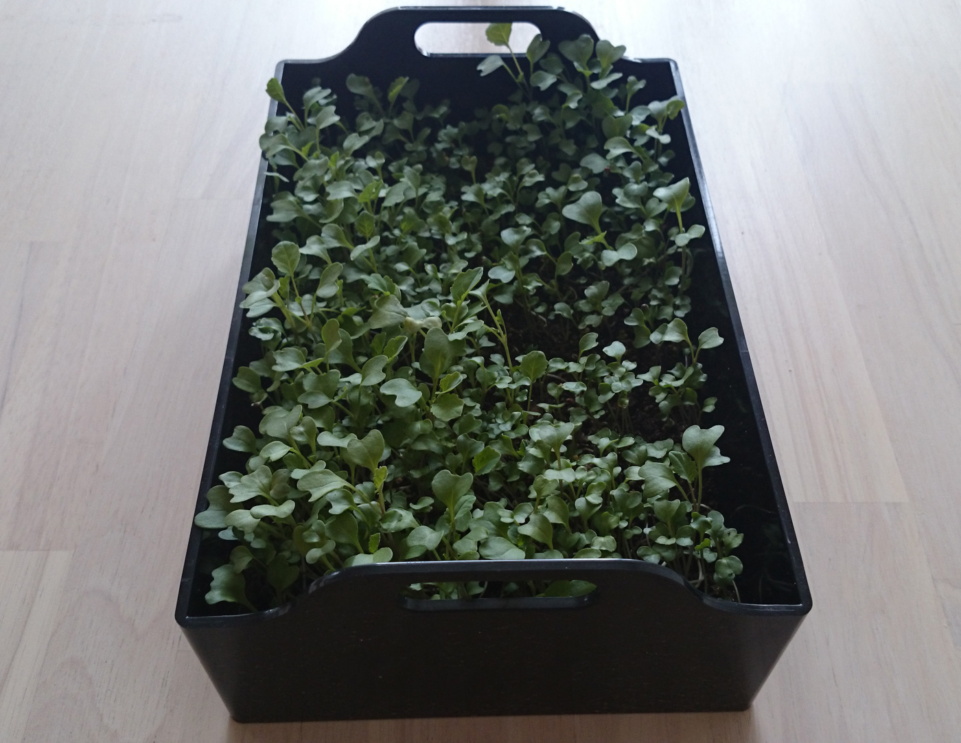 Första skörden broccoli-microgreens