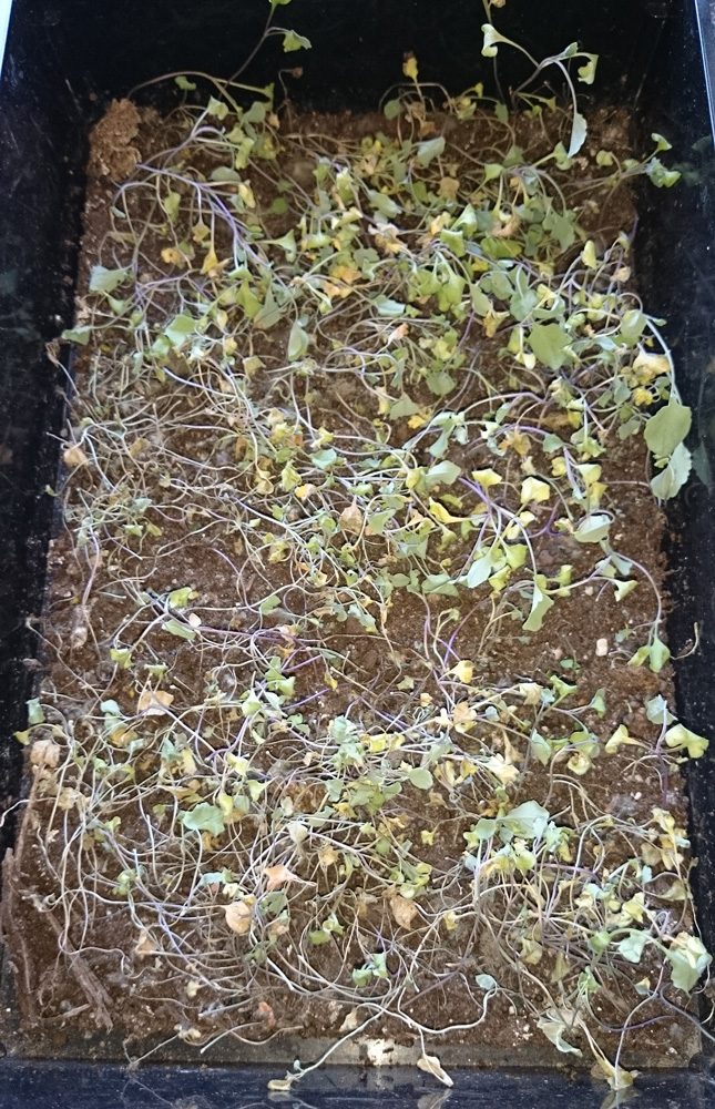 Uttorkade microgreens